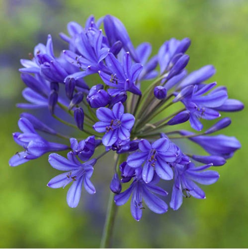 Plante Agapanthus intermedius Blue -Crin african