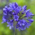 Plante Agapanthus intermedius Blue -Crin african