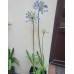 Plante Agapanthus africanus Blue -Crin african