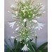 Plante Agapanthus africanus White -Crin african
