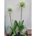 Plante Agapanthus africanus White -Crin african
