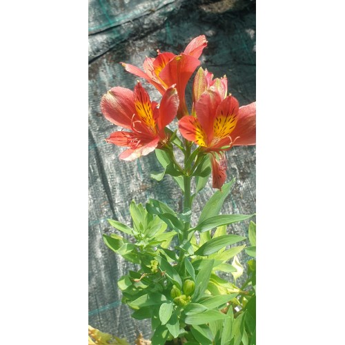 Plante Alstroemeria majestic Jupiter -  Crin peruvian