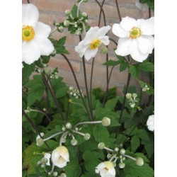 Plante Anemone hybrida Andrea Atkinson -Anemone