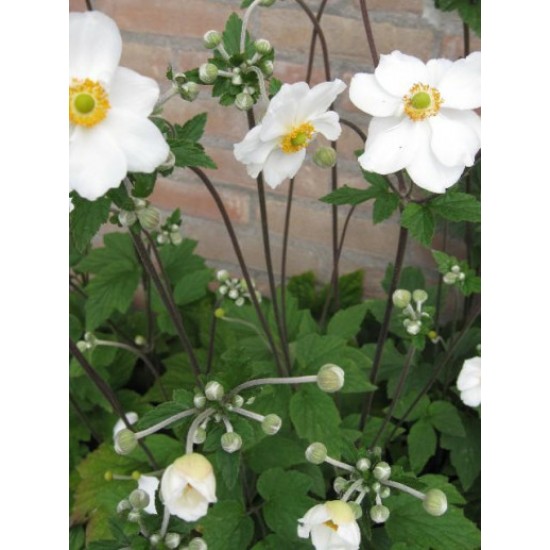 Plante Anemone hybrida Andrea Atkinson -Anemone Plante Anemone hybrida Andrea Atkinson -Anemone