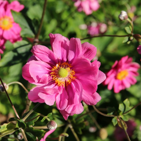 Plante Anemone hybrida Margarete -Anemone Plante Anemone hybrida Margarete -Anemone