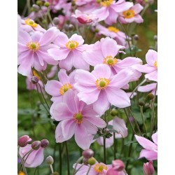 Plante Anemone Konigin Charlotte-Anemone japonica