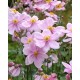 Plante Anemone Konigin Charlotte-Anemone japonica
