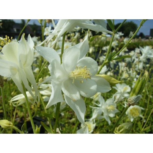 Plante Aquilegia caerulea Snow Queen-Caldaruse