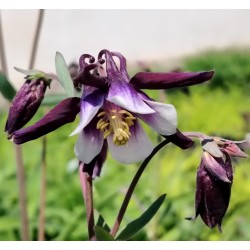 Plante Aquilegia caerulea Purple Star-Caldaruse