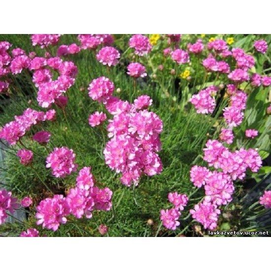 Plante Armeria maritima Rosea - Limba pestelui Plante Armeria maritima Rosea - Limba pestelui