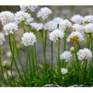 Plante Armeria maritima Armada White -Limba pestelui