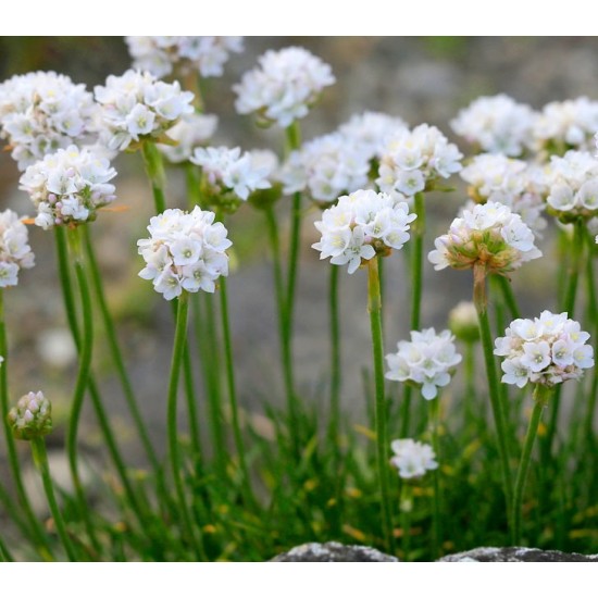 Plante Armeria maritima Armada White -Limba pestelui Plante Armeria maritima Armada White -Limba pestelui