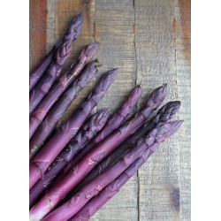 Plante Asparagus officinalis Pacific Purple - Sparanghel de consum cu lastari purpurii