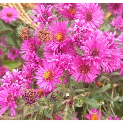 Plante Aster novi-belgii Summer Joy -Stelute de toamna Plante Aster novi-belgii Summer Joy -Stelute de toamna
