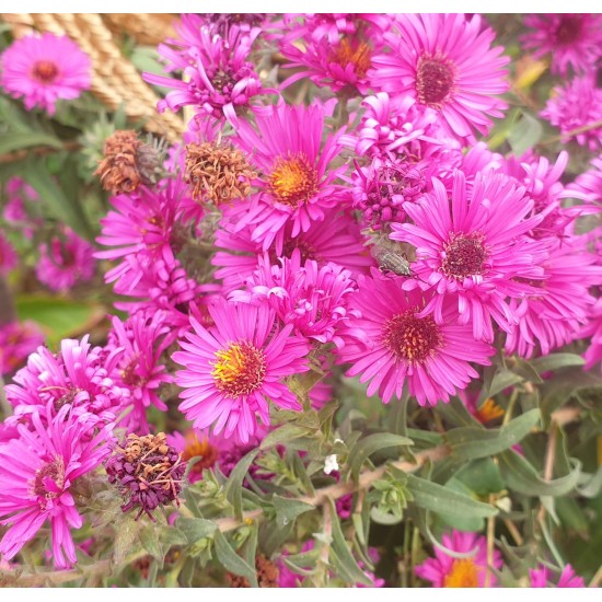 Plante Aster novi-belgii Summer Joy -Stelute de toamna Plante Aster novi-belgii Summer Joy -Stelute de toamna