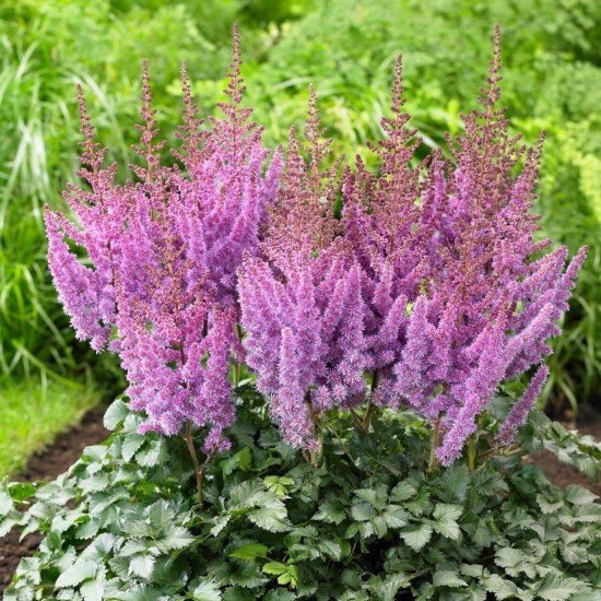 Plante Astilbe Amethyst (arendsii) -Astilbe