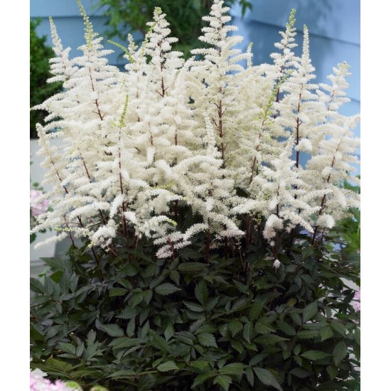 Plante Astilbe Cappuccino (arendsii) -Astilbe