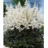Plante Astilbe Cappuccino (arendsii) -Astilbe