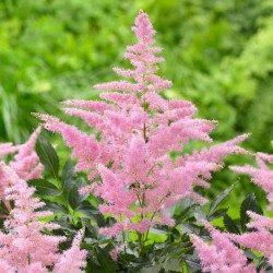 Plante Astilbe arendsii Country and Western -Astilbe