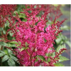 Plante Astilbe arendsii Jump and Jive -Astilbe