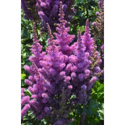 Plante Astilbe Black Pearls (chinensis) -Astilbe