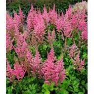 Plante Astilbe Coral Island (chinensis) - Astilbe