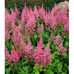 Plante Astilbe Coral Island (chinensis) - Astilbe