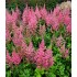 Plante Astilbe Coral Island (chinensis) - Astilbe