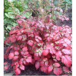 Plante Astilbe Color Flash (hybrida) -Astilbe