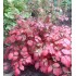 Plante Astilbe Color Flash (hybrida) -Astilbe