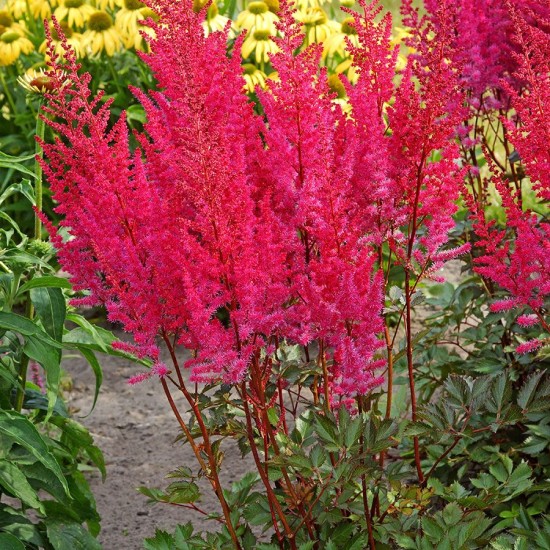 Plante Astilbe Mighty Chocolate Cherry (hybrida) -Astilbe