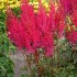 Plante Astilbe Mighty Chocolate Cherry (hybrida) -Astilbe