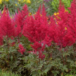 Plante Astilbe Red Sentinel (japonica) -Astilbe