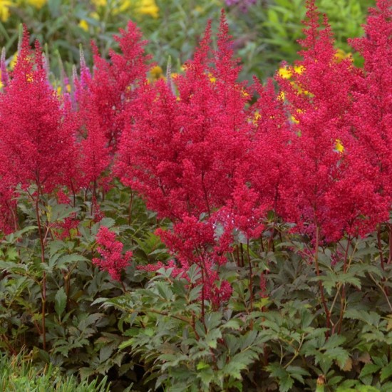 Plante Astilbe Red Sentinel (japonica) -Astilbe