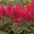 Plante Astilbe Red Sentinel (japonica) -Astilbe