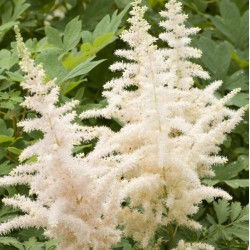 Plante Astilbe chinensis Milk and Honey -Astilbe
