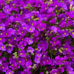Plante Aubrietia cultorum Cascade Purple