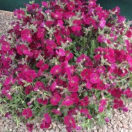 Plante Aubrieta cultorum Cascade Red