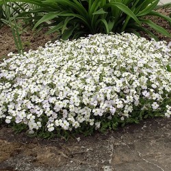 Plante Aubrieta Alba