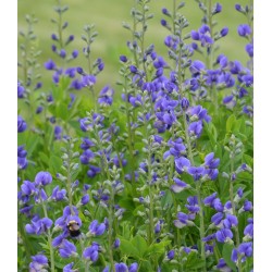 Plante Baptisia australis Indigo Sky