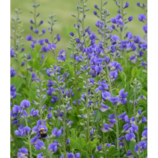 Plante Baptisia australis Indigo Sky