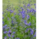 Plante Baptisia australis Indigo Sky