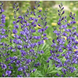 Plante Baptisia australis Indigo Sky