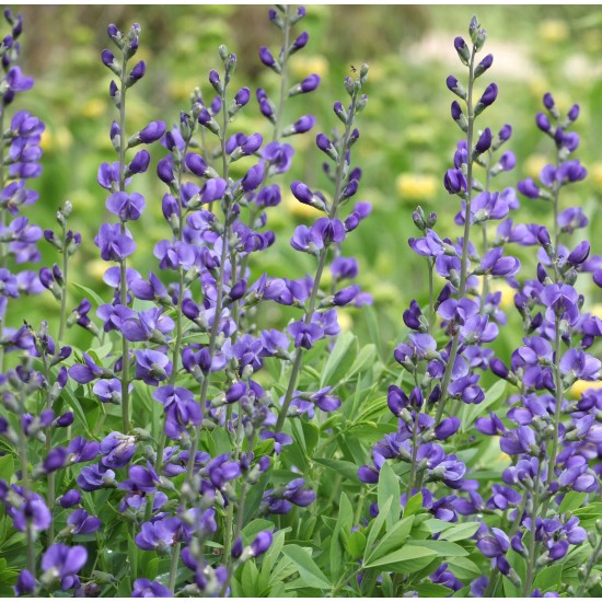 Plante Baptisia australis Indigo Sky