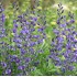 Plante Baptisia australis Indigo Sky
