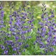 Plante Baptisia australis Indigo Sky