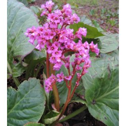 Plante Bergenia cordifolia Rotblum-Urechi de elefant