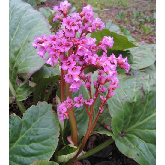 Plante Bergenia cordifolia Rotblum-Urechi de elefant