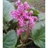 Plante Bergenia cordifolia Rotblum-Urechi de elefant
