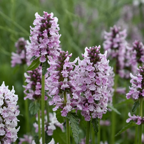 Plante Betonica officinalis (Stachys) Summer Crush -Betonie Plante Betonica officinalis (Stachys) Summer Crush -Betonie